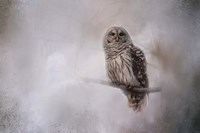 Winter Owl Fine Art Print