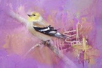 Abstract Goldfinch Fine Art Print