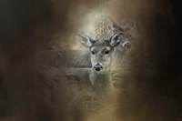 In Our Woods Fine Art Print