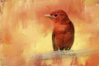 Summer Red Fine Art Print