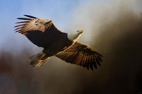 The Light Fine Art Print