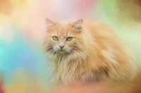 Waiting for Birds Fine Art Print