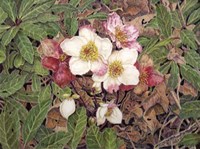 Hellebores Fine Art Print