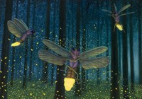 Night Light Flight Fine Art Print