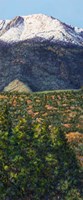Pike's Peak in Summer Fine Art Print