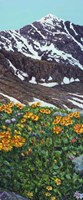 Torrey's Peak in Spring Fine Art Print