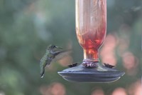 Hummingbird 1 Fine Art Print