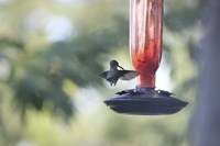 Hummingbird 2 Fine Art Print