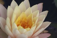 Pond Lily Fine Art Print