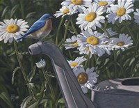 Bluebird Daisies Fine Art Print