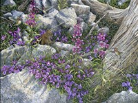 Calliope Hummingbirds Fine Art Print