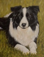 Collie Resting 2 Fine Art Print