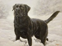 Splashing Fine Art Print