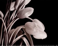 Tulips On Black Fine Art Print