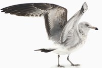 Gull I Fine Art Print