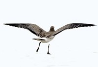 Gull III Fine Art Print