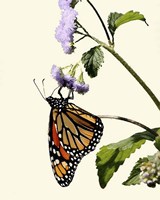 Butterfly Fine Art Print