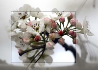 Cherry Blooms Fine Art Print