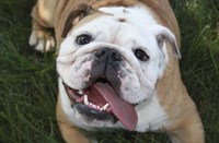 Happy Bulldog Fine Art Print