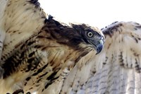 Hawk Swoop Fine Art Print