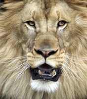 King of The Forest Fine Art Print