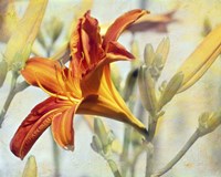 Lily Fine Art Print