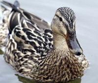 Mallard Fine Art Print