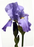 Orchid Fine Art Print