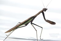 Praying Mantis Fine Art Print