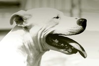 Pretty Boy Fine Art Print