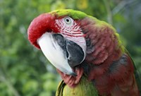 Quizacle Parrot Fine Art Print