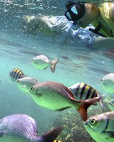 Snorkeling Fine Art Print