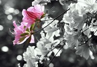 Spring Blooms II Fine Art Print