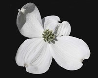 White Dogwood Bloom Fine Art Print