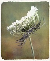 Wild Bloom Fine Art Print