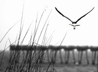 Soaring Fine Art Print