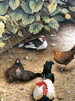 Old Barnyard Chickens Fine Art Print