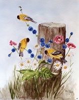 American Goldfinch 3 Fine Art Print