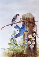 Bluebirds with Daisies Fine Art Print