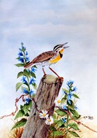 Meadowlark 2 Fine Art Print