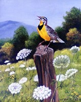 Meadowlark Fine Art Print
