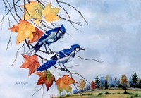 Blue Jays Fine Art Print