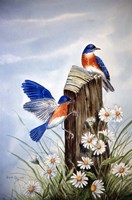 Bluebirds With Daisies 2 Fine Art Print