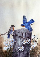 Bluebirds With Daisies 3 Fine Art Print