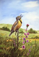 Meadowlark 4 Fine Art Print