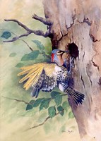 Woodpecker Fine Art Print