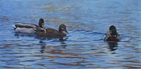 Autumn Outing Mallards Fine Art Print