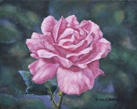 Solitary Rose Fine Art Print