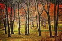 Autumn Grove Fine Art Print