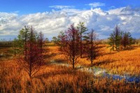 Glades Evening Shadows Fine Art Print